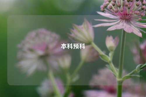 本科预科