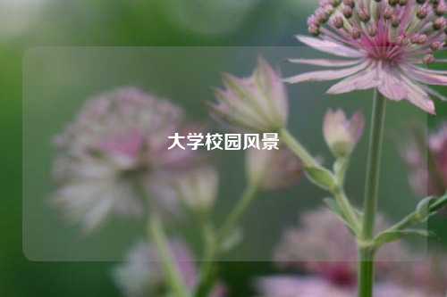大学校园风景
